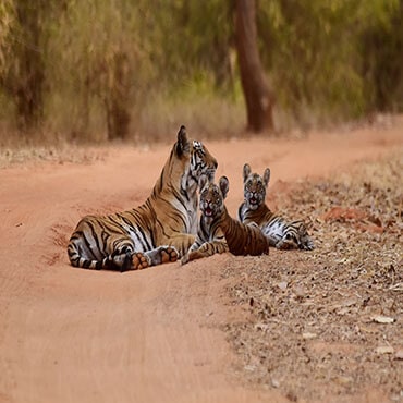Best bandhavgarh national park tours and activities in India